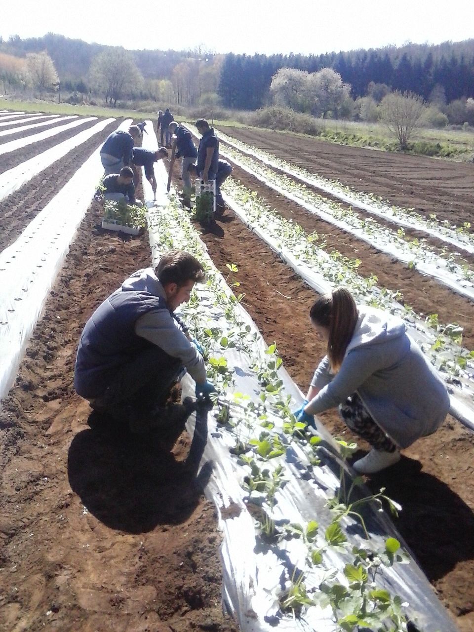 Foto Alternanza classe terza in azienda del territorio